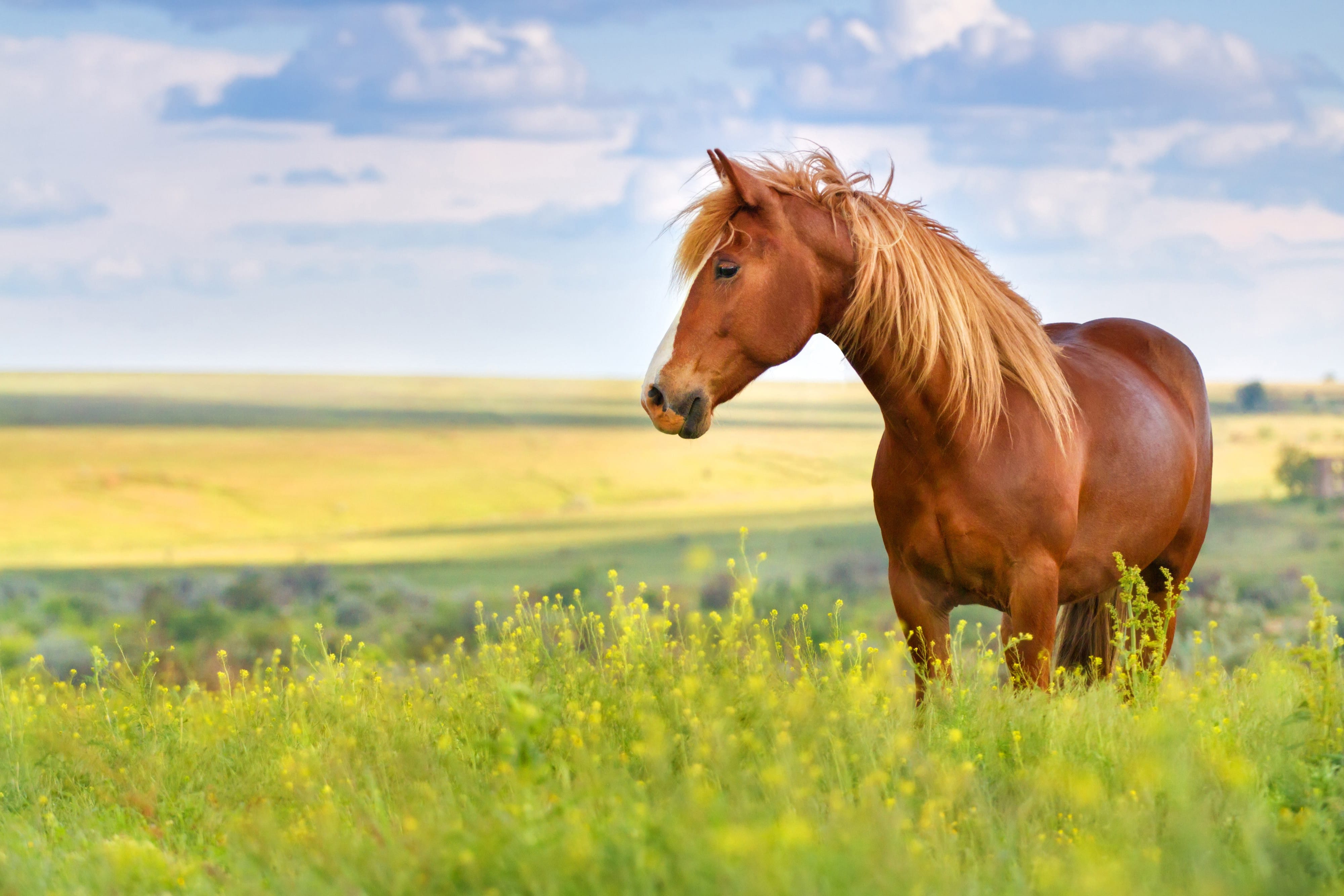 Horse Herd